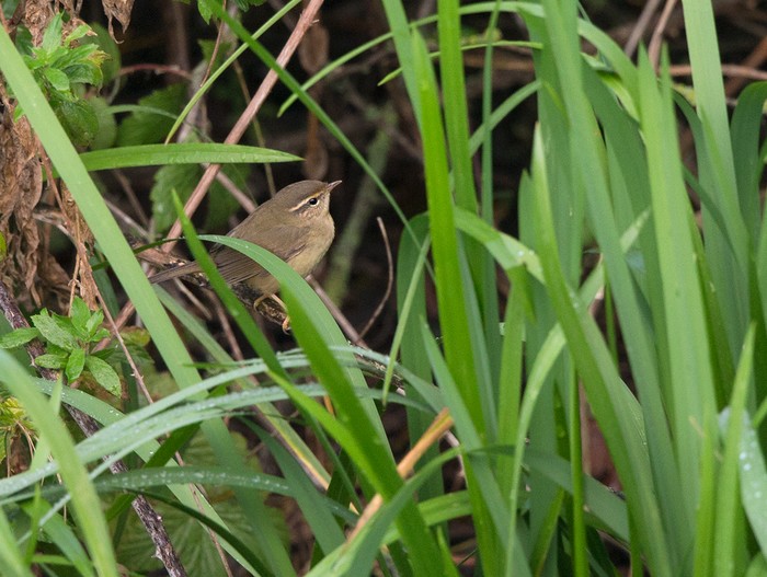 Radde's Warbler