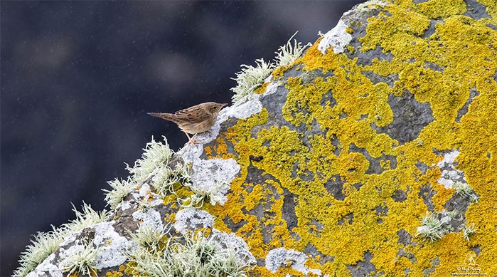 Lanceolated Warbler