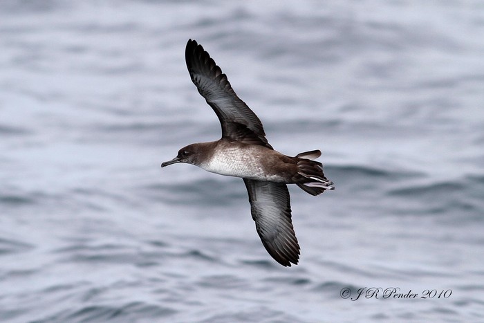 Balearic Shearwater