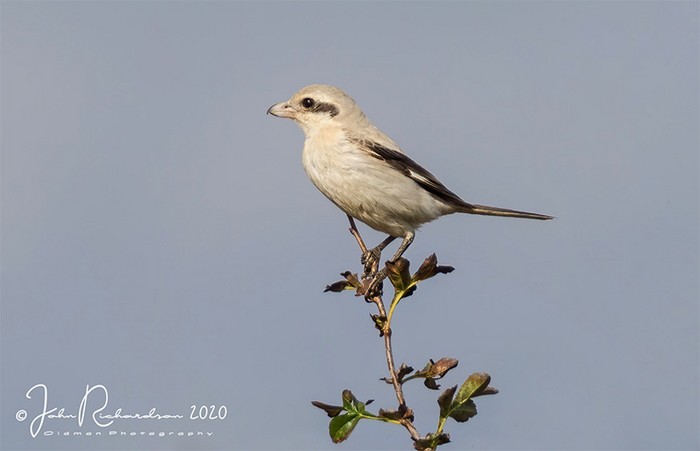 Steppe Grey Shrike