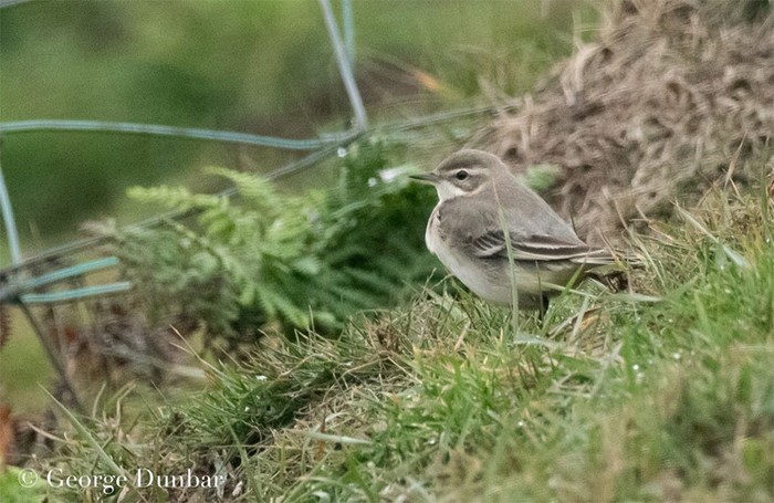 Eastern Yellow Wagtail