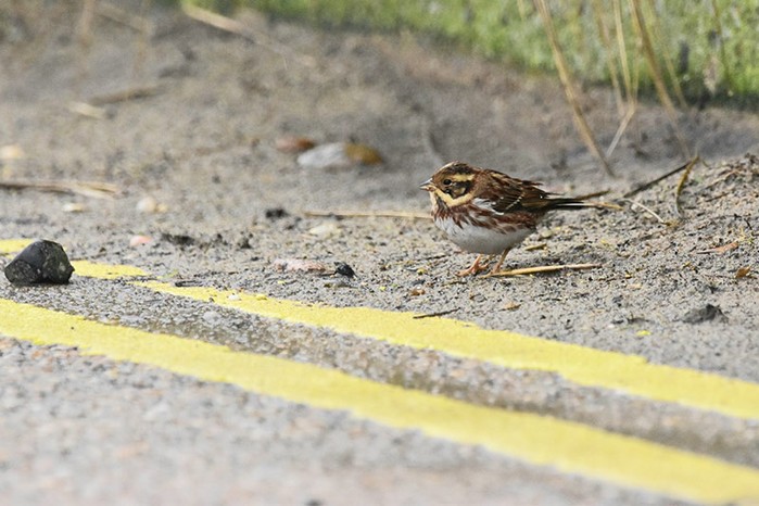 Rustic Bunting