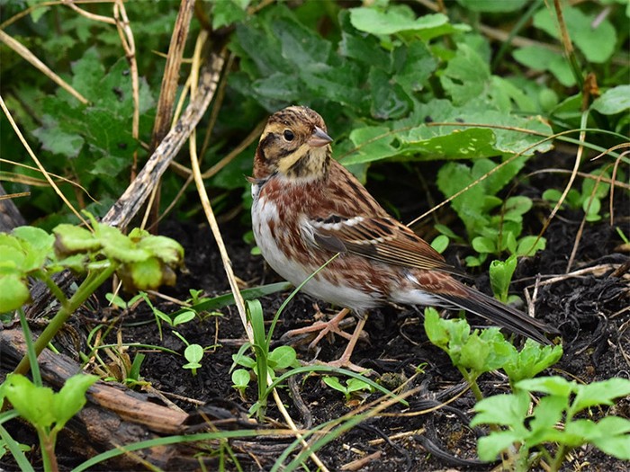 Rustic Bunting