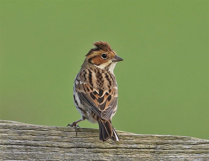 Little Bunting 