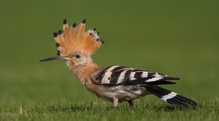 Hoopoe