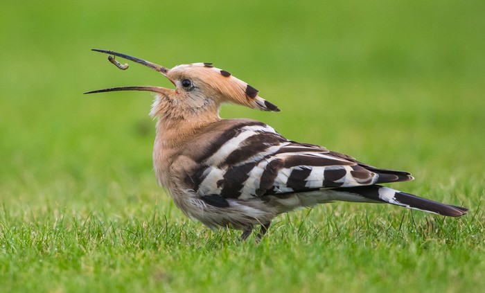 Hoopoe