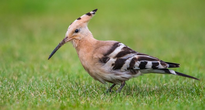 Hoopoe