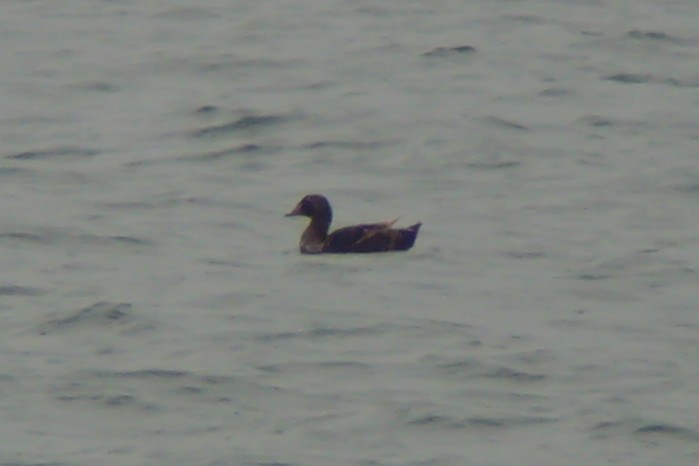 King Eider