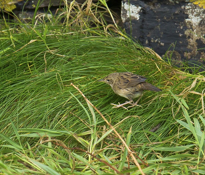 Lanceolated Warbler