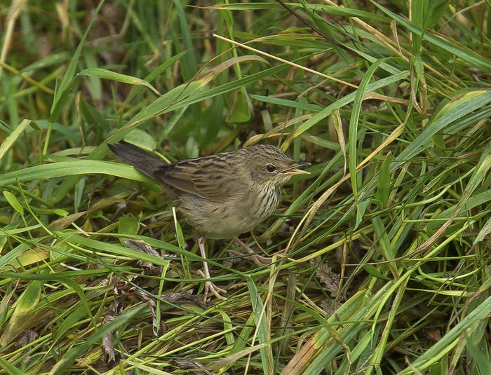 Lanceolated Warbler