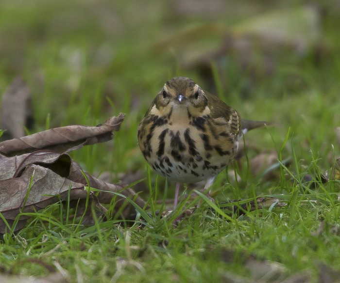 Olive-backed Pipit