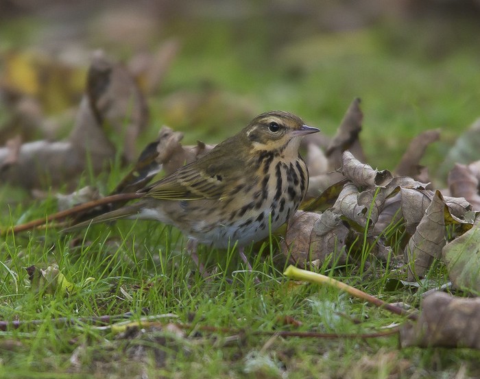 Olive-backed Pipit