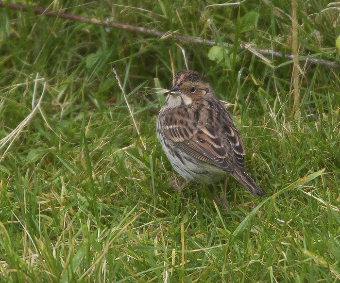 Little Bunting