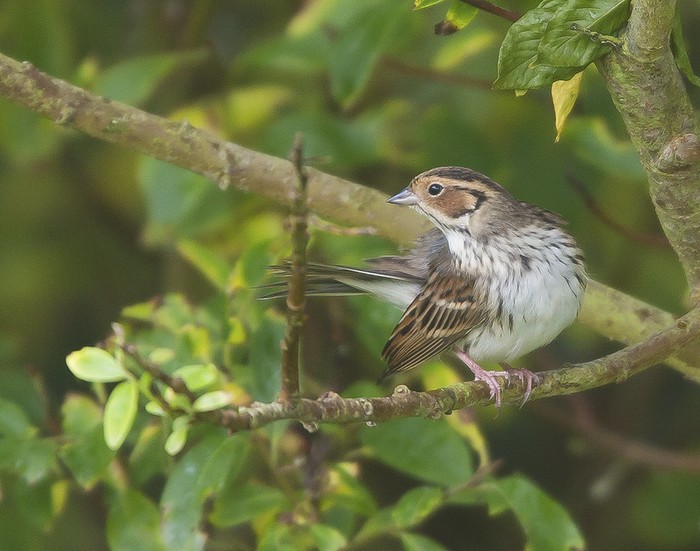 Little Bunting