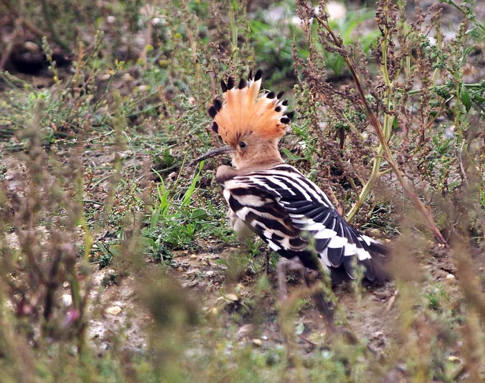 Hoopoe