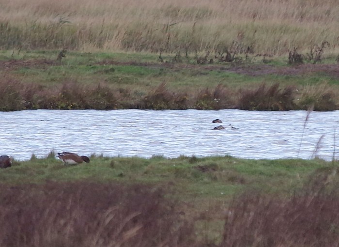 Red-necked Phalarope