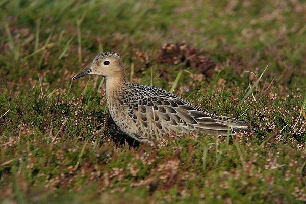 Buff-breasted Sandpiper