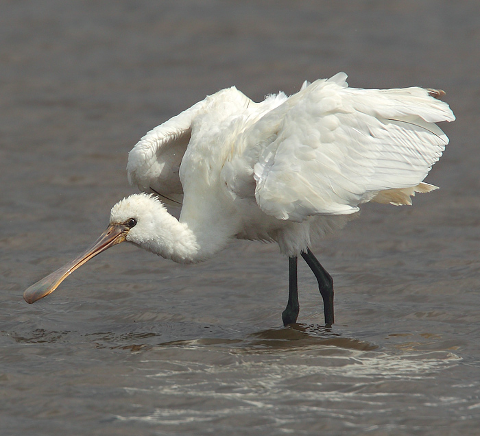Spoonbill