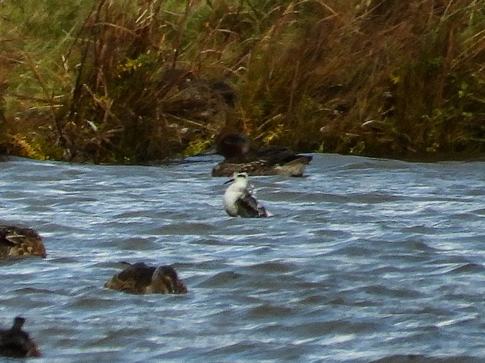 Red-necked Phalarope