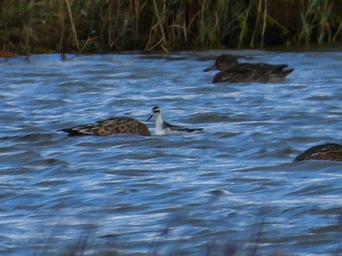 Red-necked Phalarope