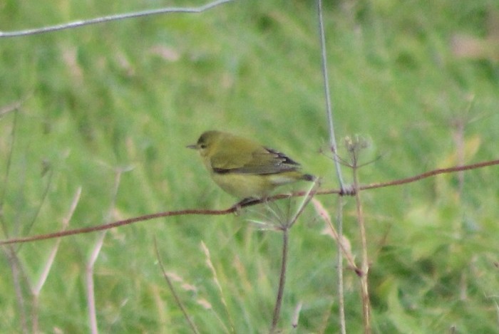 Tennessee Warbler