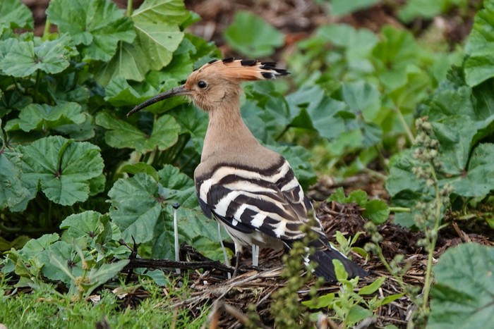 Hoopoe
