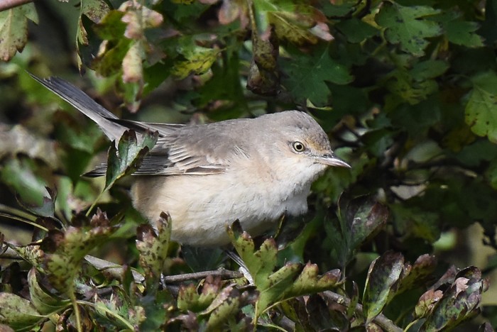 Barred Warbler