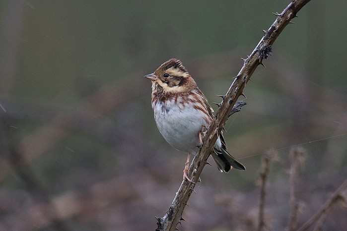 Rustic Bunting