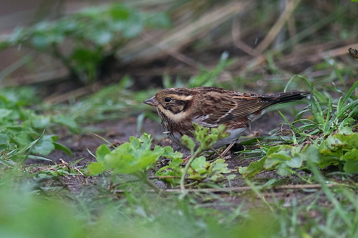 Rustic Bunting