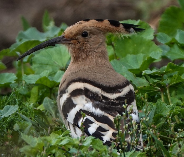 Hoopoe