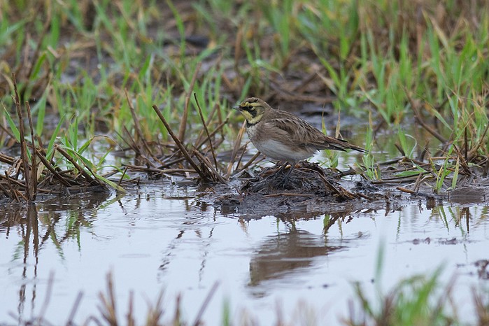Shorelark