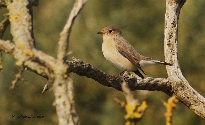 Red-breasted Flycatcher