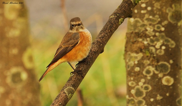 Redstart 