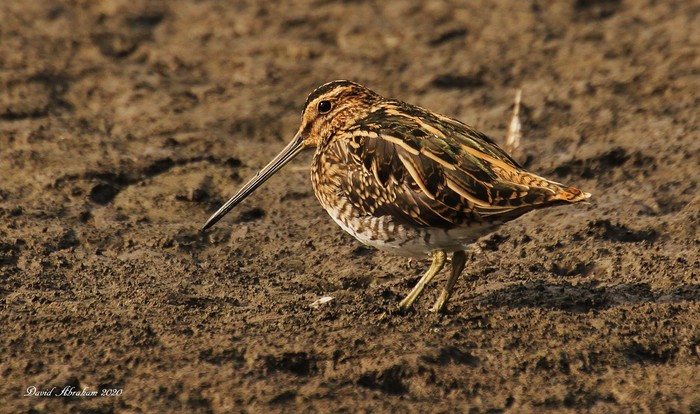 Snipe