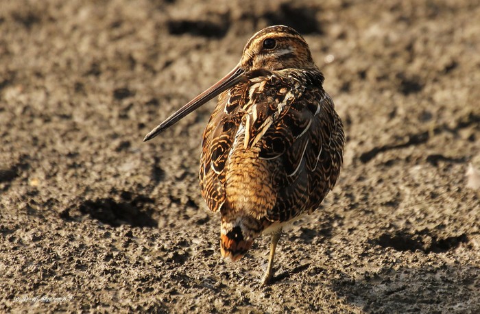 Snipe