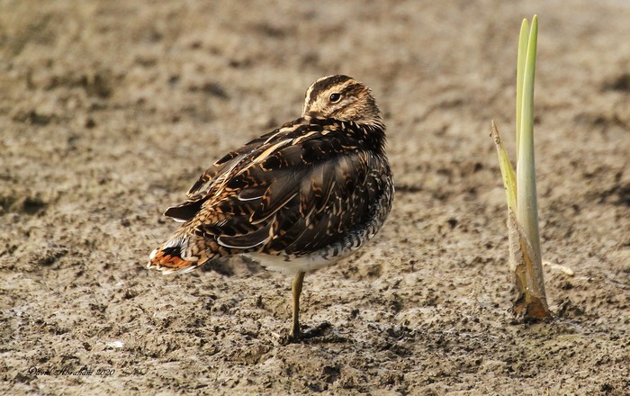 Snipe
