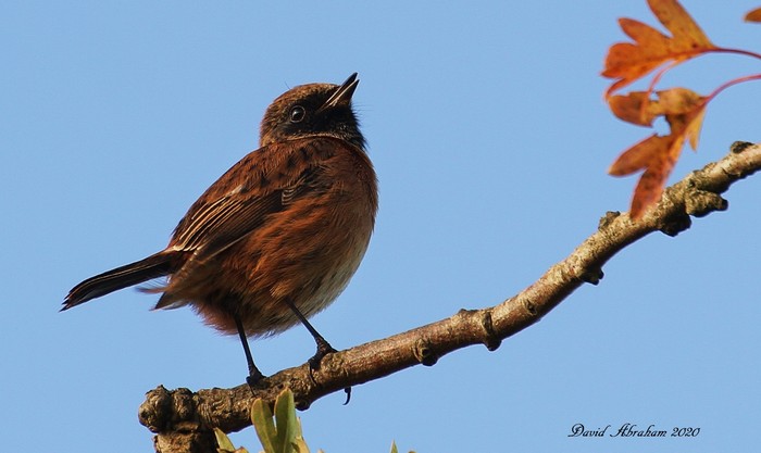 Stonechat 