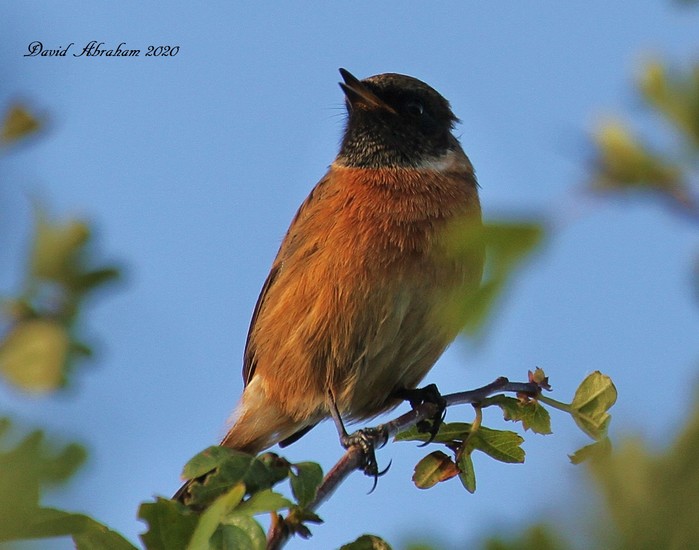 Stonechat 