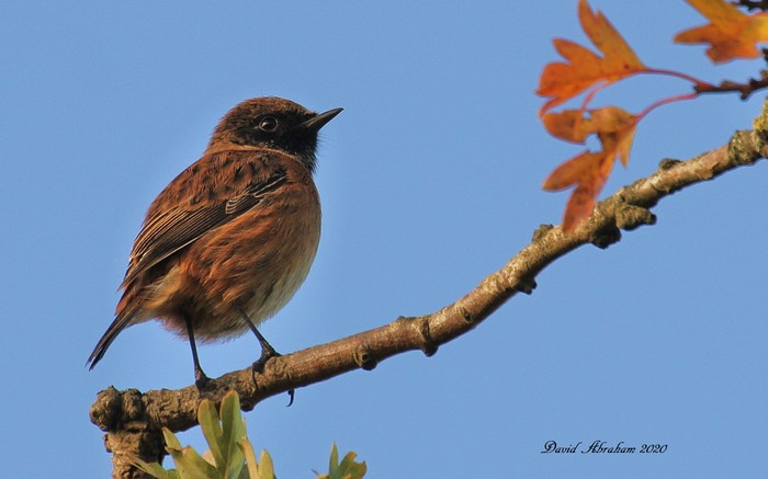 Stonechat 