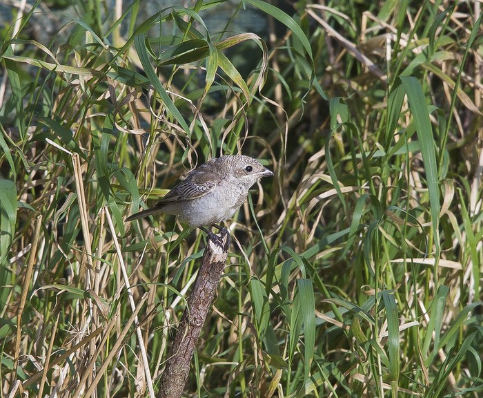 Woodchat Shrike