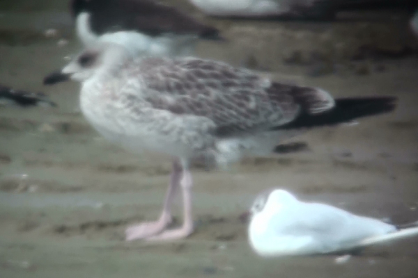 Yellow-legged Gull