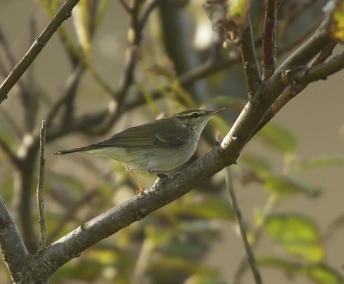 Arctic Warbler
