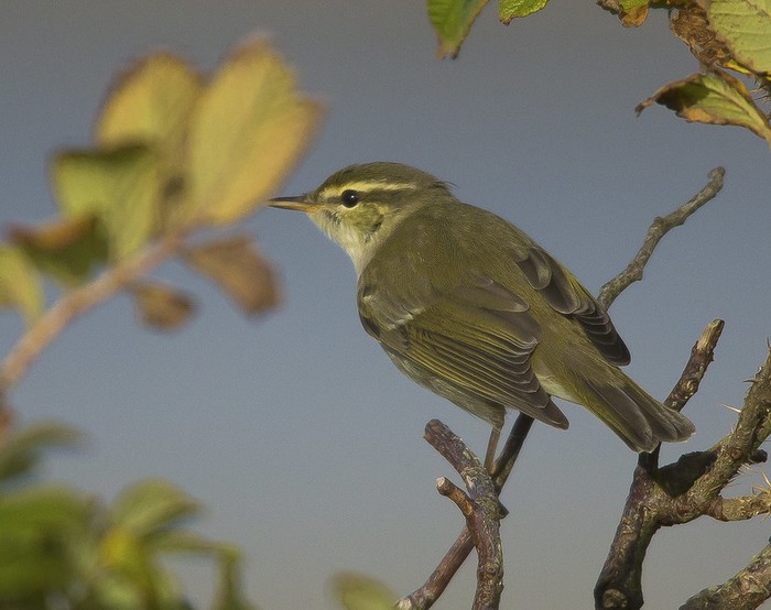 Arctic Warbler