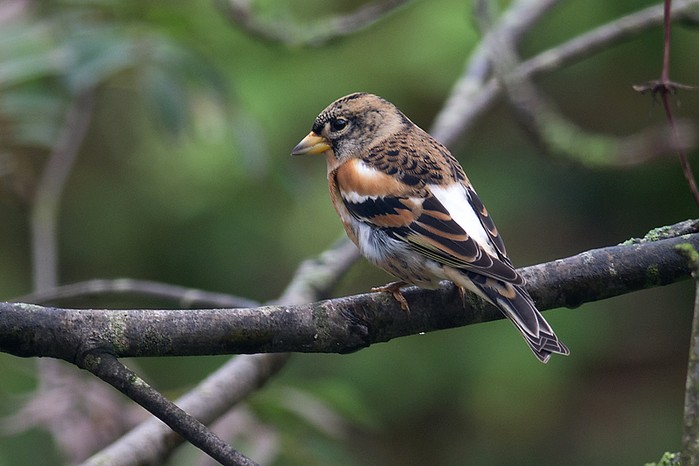 Brambling