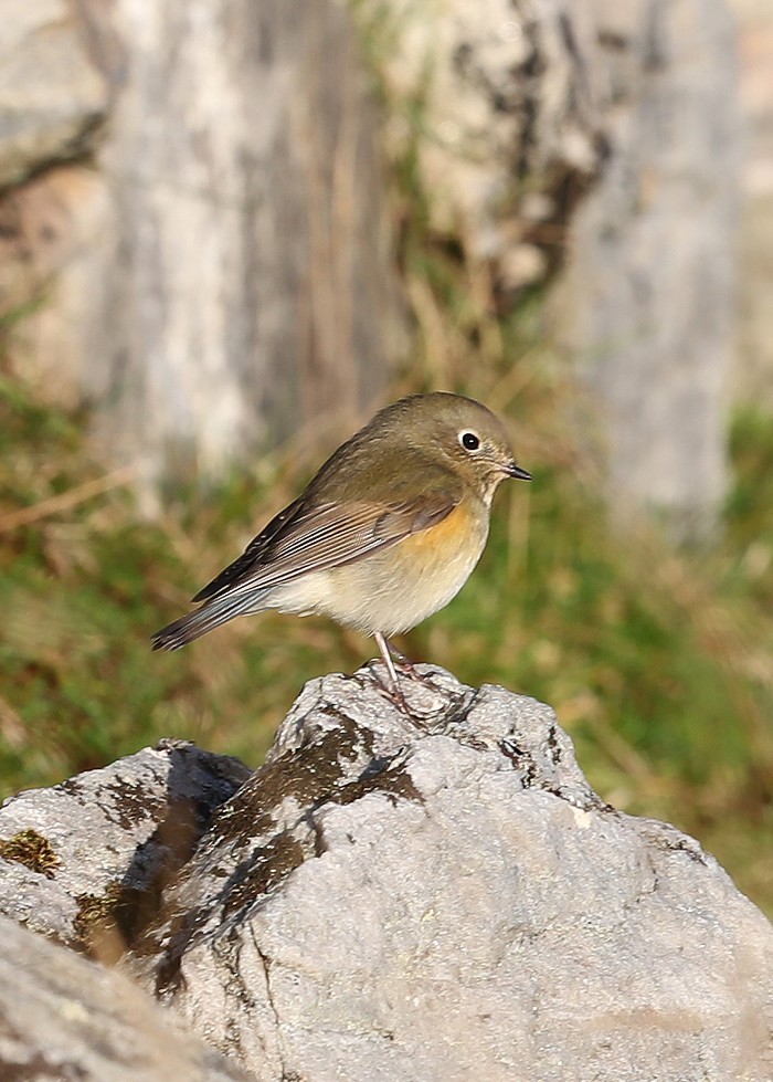Red-flanked Bluetail