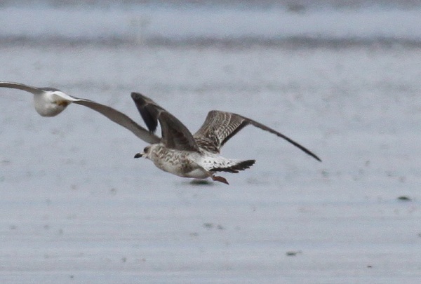 Yellow-legged Gull