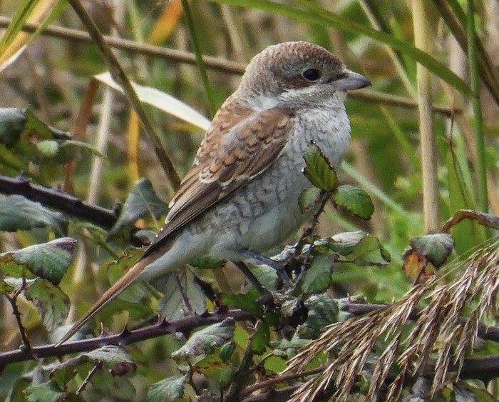 Red-backed Shrike