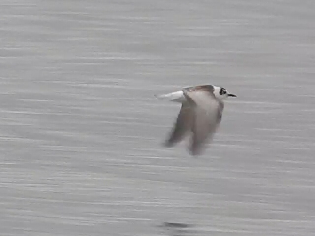 White-winged Black Tern