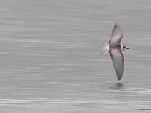 White-winged Black Tern