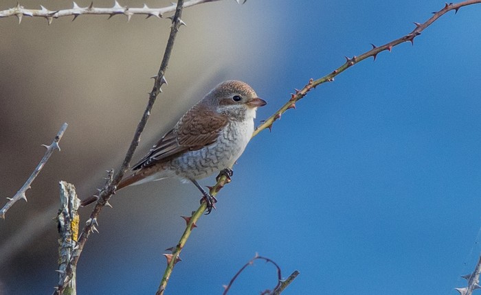 Red-backed Shrike